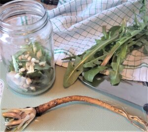 Mælkebøtteblade, mælkebøtterod og et sylteglas med skårede plantedele