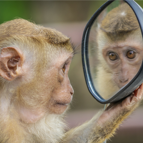 monkey looking into a mirror