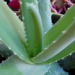 Udsnit af aloe vera plantes center