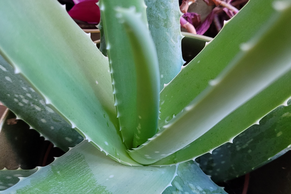Udsnit af aloe vera plantes center
