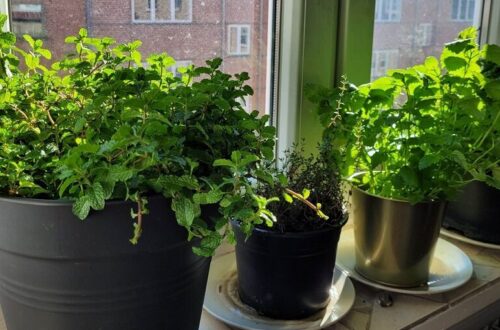 Mynte, timian, persille, citronmelisse i vindueskarm i solskin