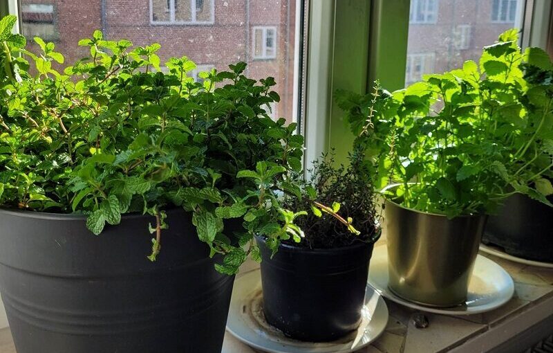 Mynte, timian, persille, citronmelisse i vindueskarm i solskin